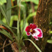 Orchid
